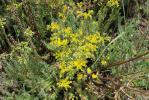Orpin réfléchi, Orpin des rochers Sedum rupestre L., 1753