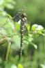 Cordulégastre bidenté (Le) Cordulegaster bidentata Selys, 1843