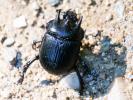 Minotaure (Le), Minotaure typhée Typhaeus typhoeus (Linnaeus, 1758)