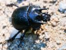 Minotaure (Le), Minotaure typhée Typhaeus typhoeus (Linnaeus, 1758)