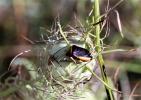 Pentatome de la nigelle Ventocoris rusticus (Fabricius, 1781)