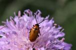 Lupérus portugais Exosoma lusitanicum (Linnaeus, 1767)
