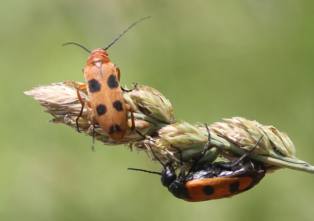  Euzonitis sexmaculata (Olivier, 1789)