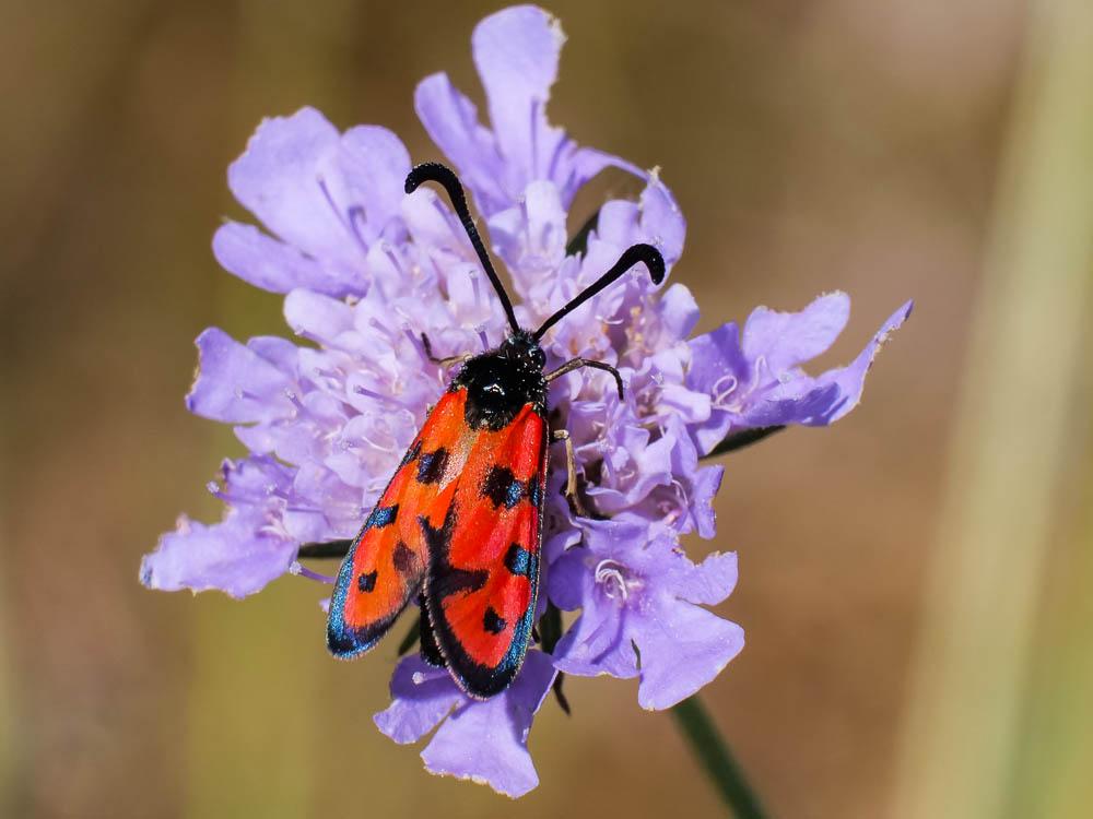  Zygaena hilaris Ochsenheimer, 1808