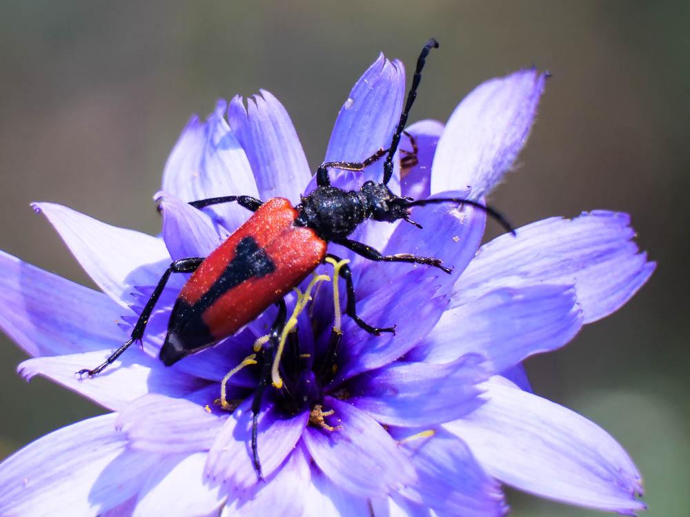 Stictoleptura cordigera (Fuessly, 1775)