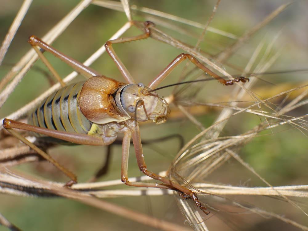  Ephippiger diurnus diurnus Dufour, 1841