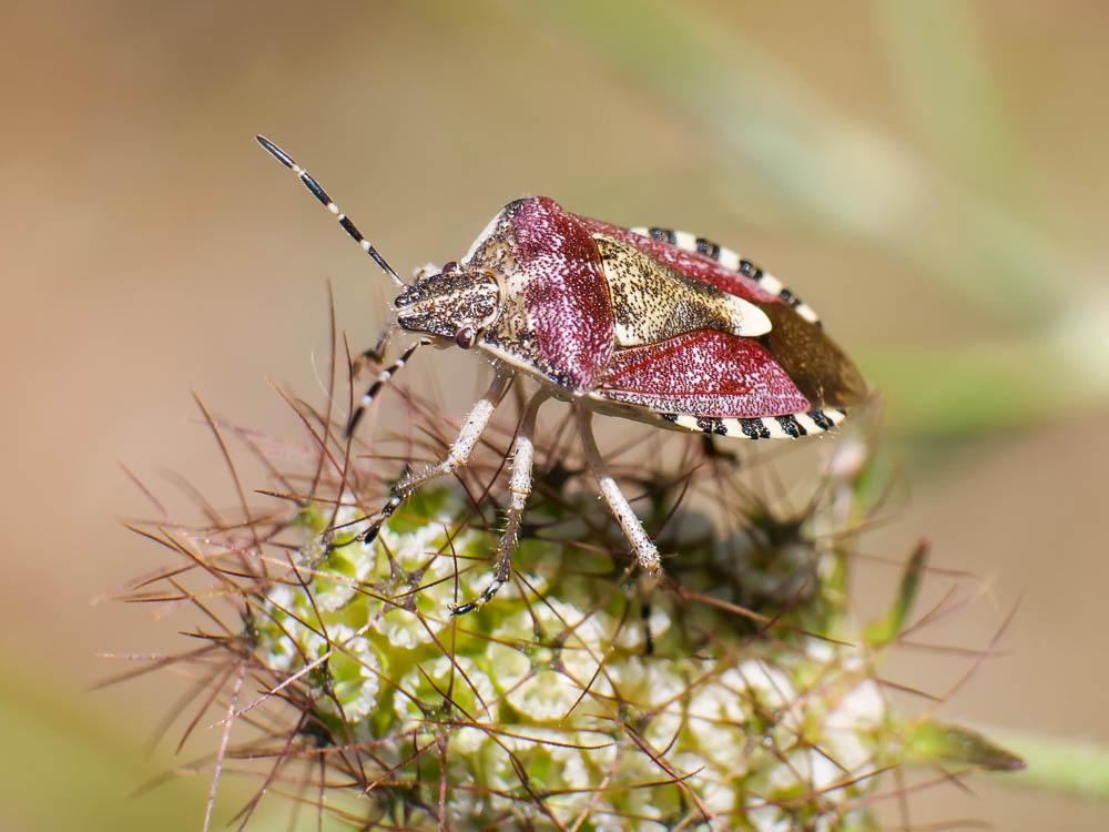 Punaise brune à antennes & bords panachés Dolycoris baccarum (Linnaeus, 1758)
