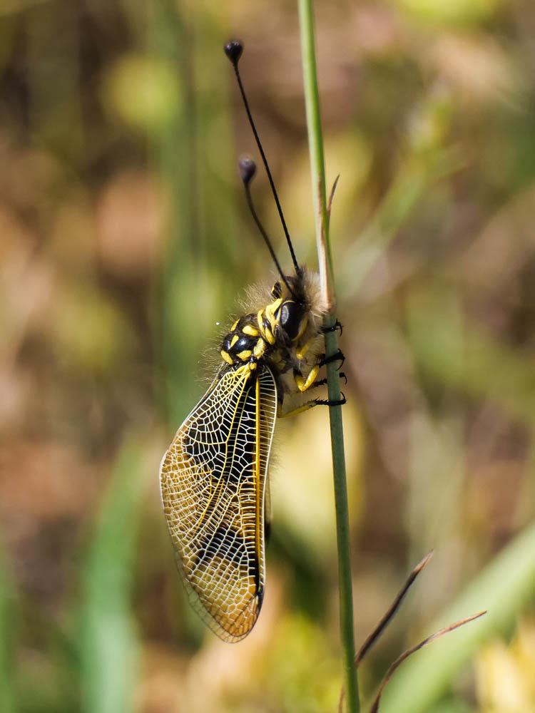 Ascalaphe ambré Libelloides longicornis (Linnaeus, 1764)