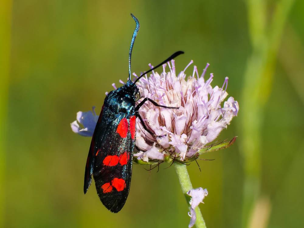 Zygène transalpine (La) Zygaena transalpina (Esper, 1780)