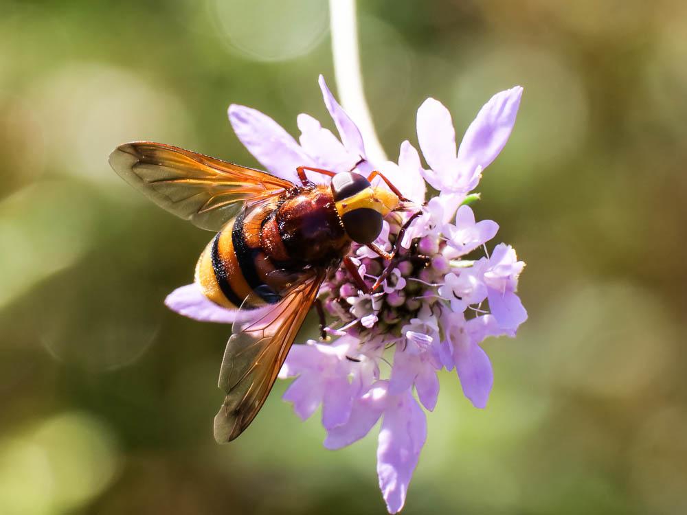 Volucelle zonée Volucella zonaria (Poda, 1761)