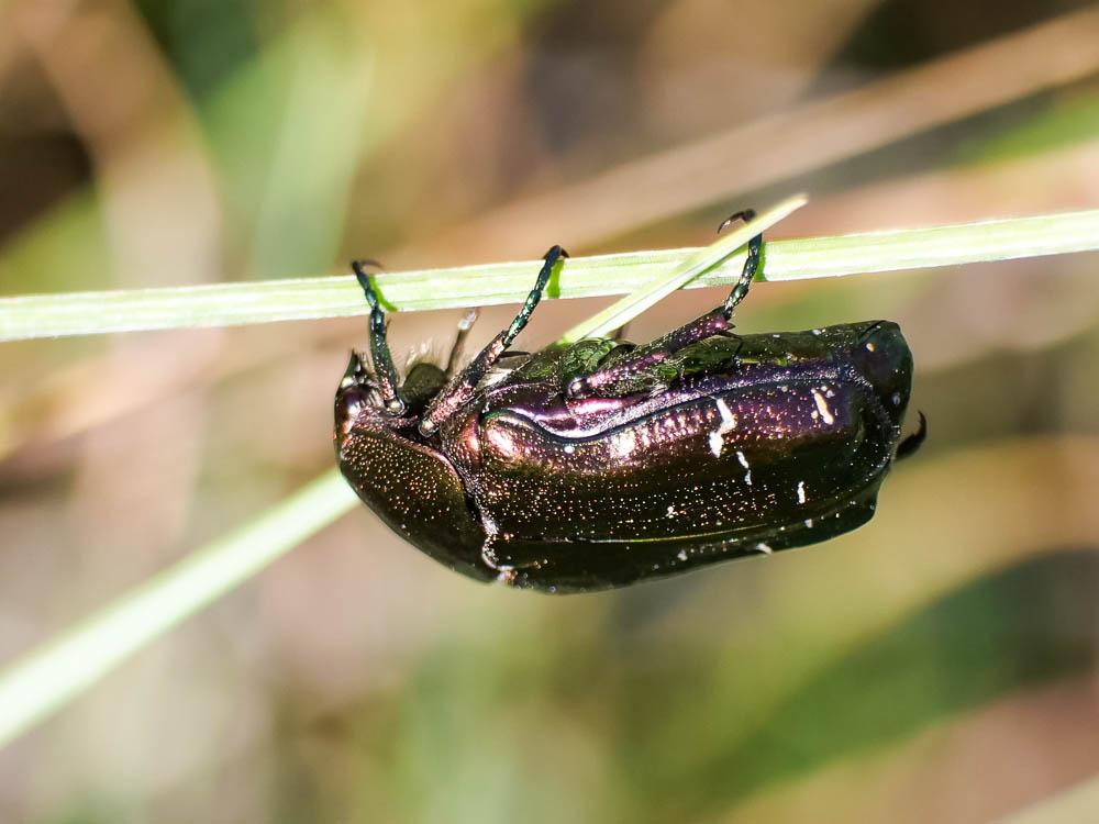 Cétoine dorée (la) Cetonia aurata aurata (Linnaeus, 1758)