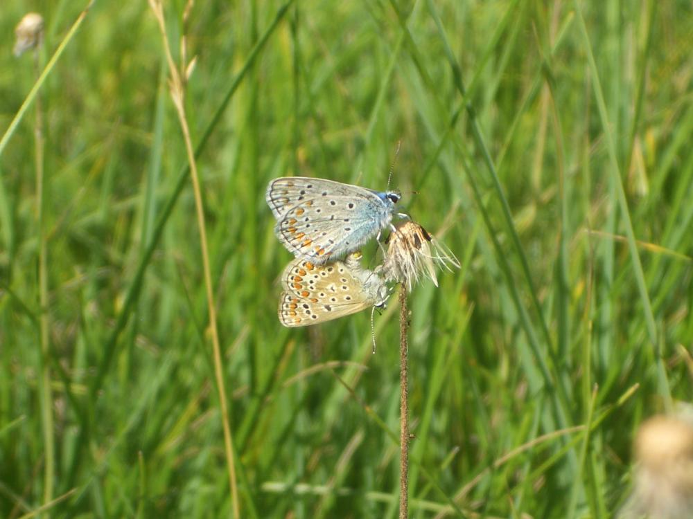 Azuré commun Polyommatus icarus (Rottemburg, 1775)