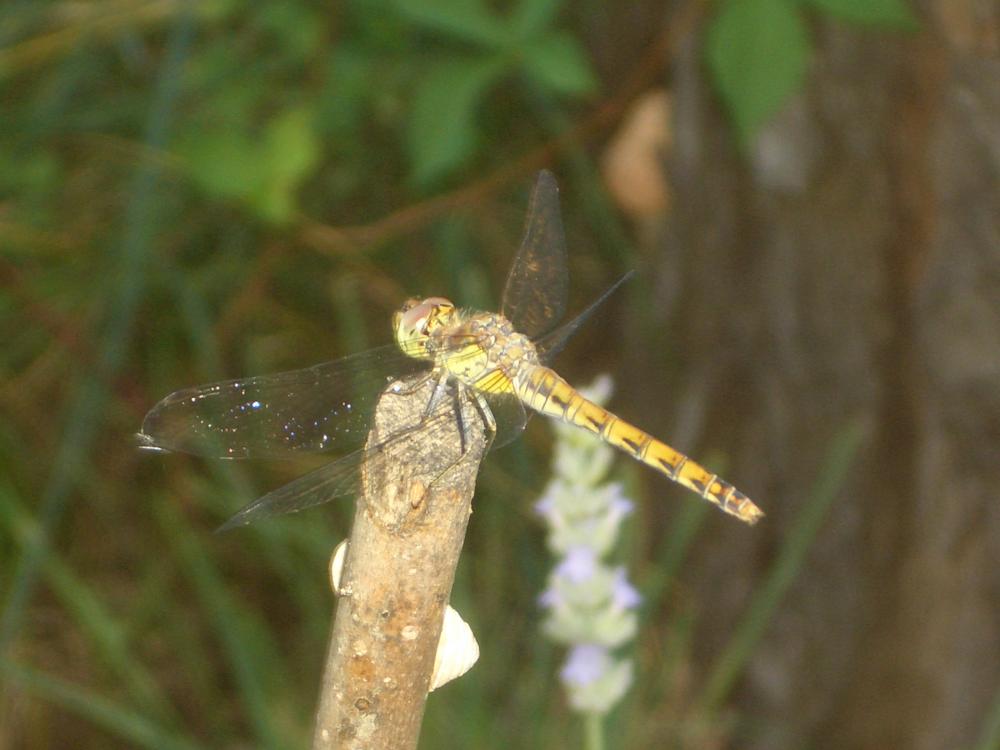 Sympétrum fascié (Le) Sympetrum striolatum (Charpentier, 1840)