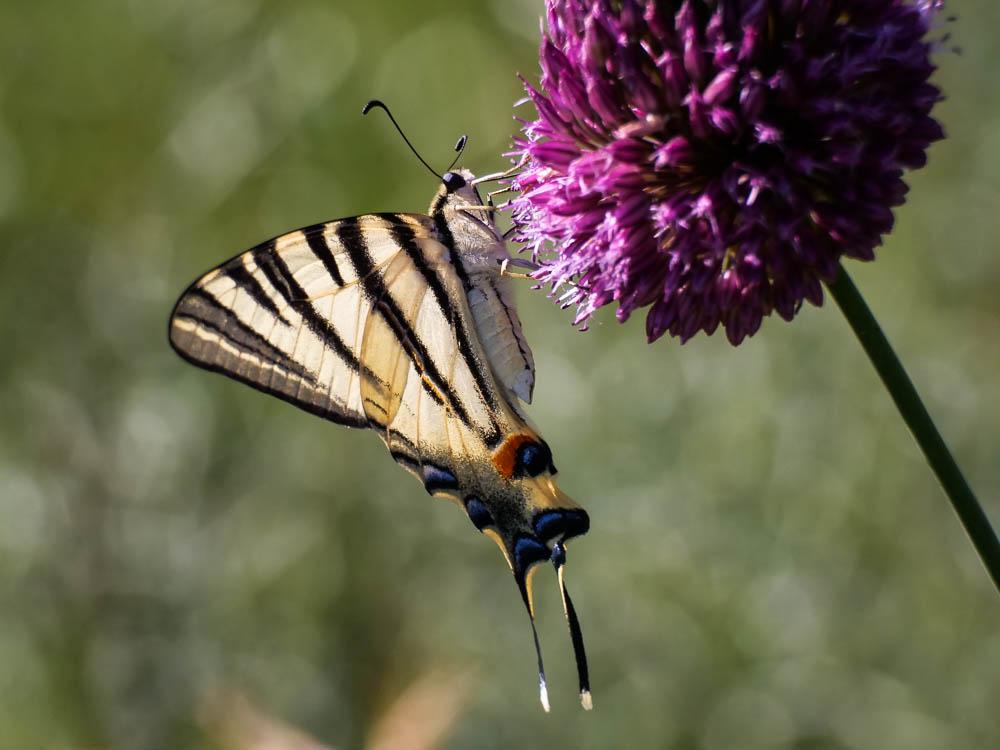 Flambé (Le) Iphiclides podalirius (Linnaeus, 1758)