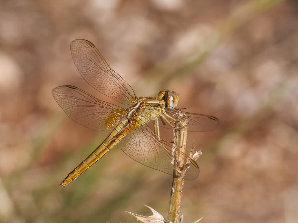 Crocothémis écarlate (Le) Crocothemis erythraea (Brullé, 1832)
