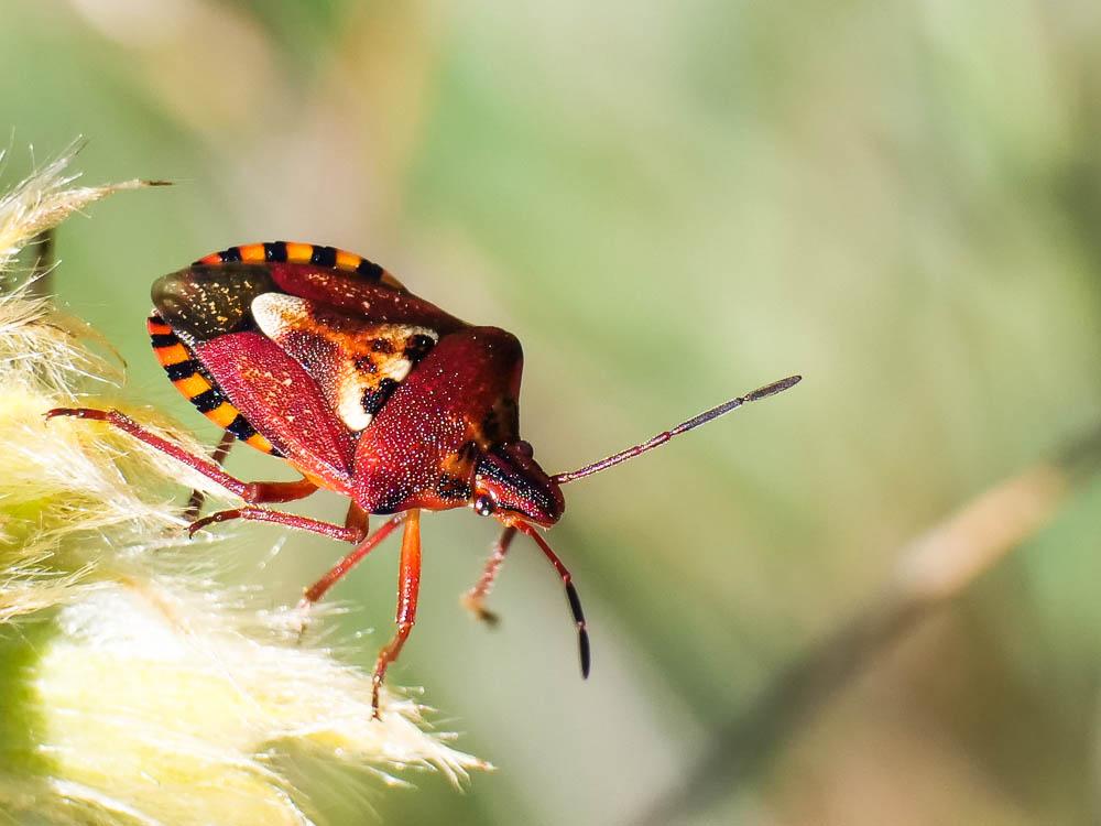 Codophila varia (Fabricius, 1787)