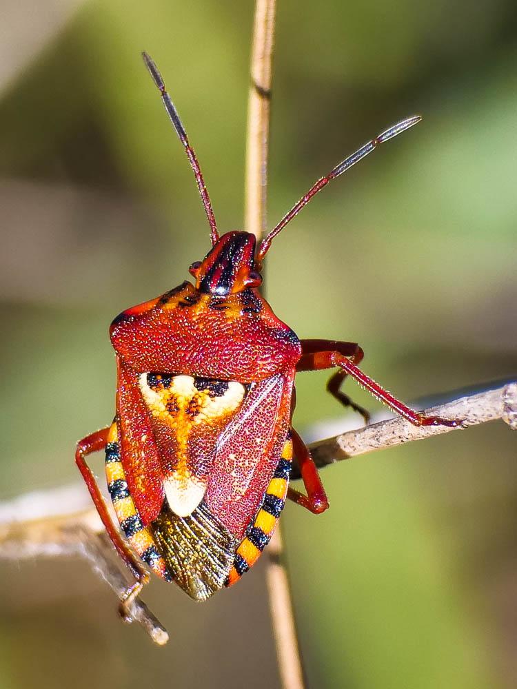 Codophila varia (Fabricius, 1787)