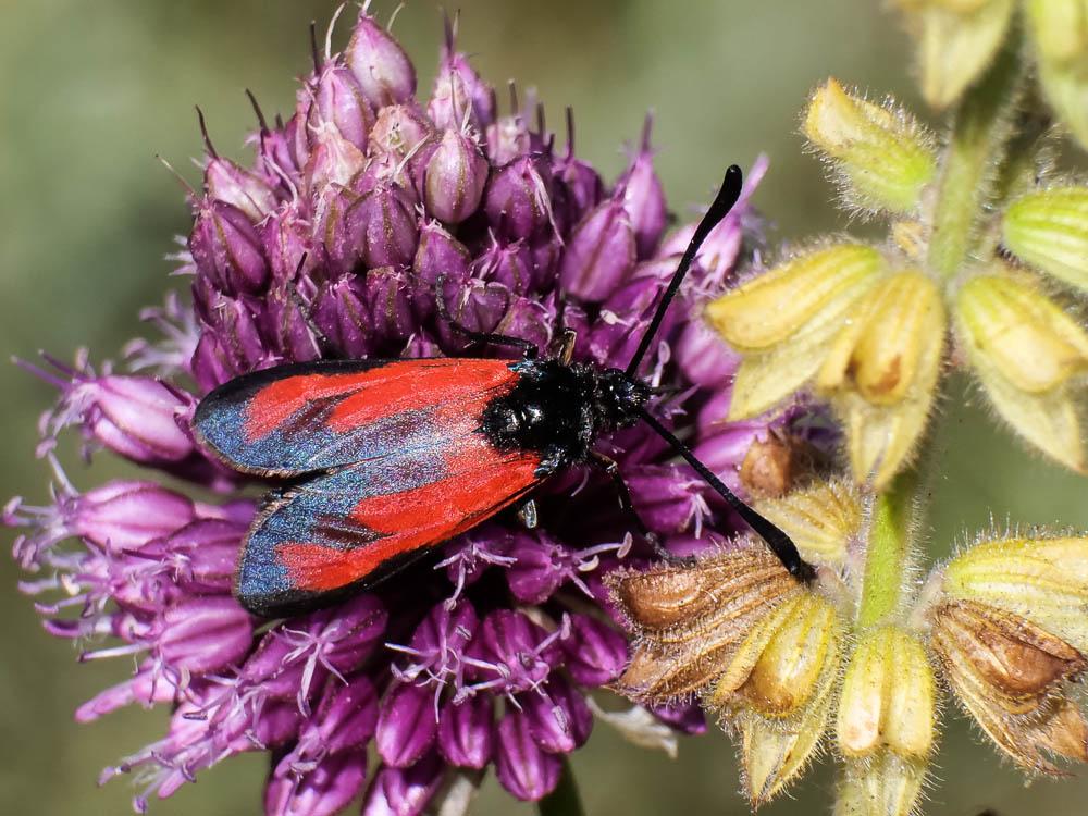 Zygène des garrigues (La), Zygène rubiconde (La), Zygaena erythrus (Hübner, 1806)