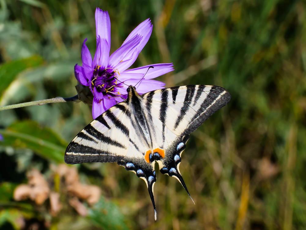 Flambé (Le) Iphiclides podalirius (Linnaeus, 1758)