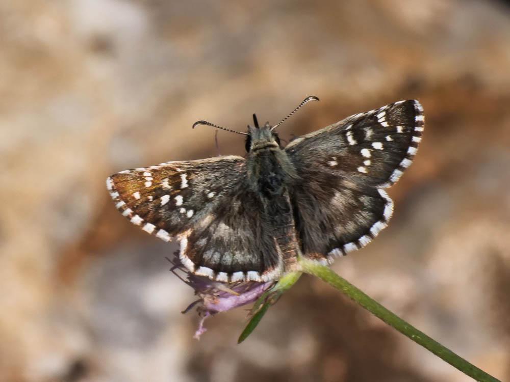 Hespérie de la Malope (L'), Vergeté (Le) Pyrgus onopordi (Rambur, 1839)