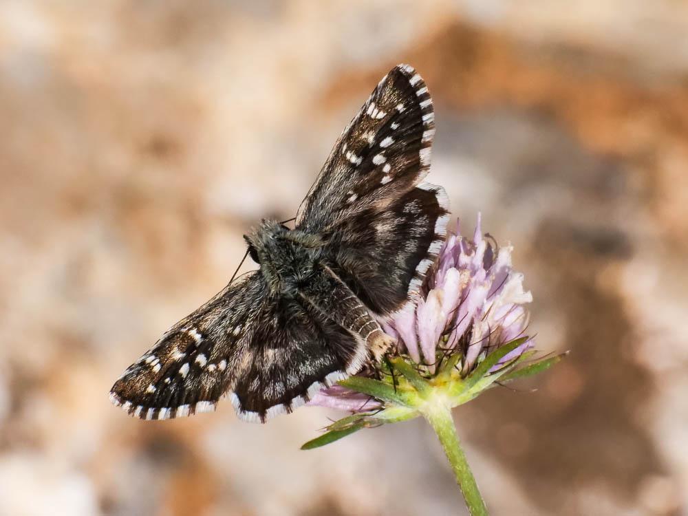 Hespérie de la Malope (L'), Vergeté (Le) Pyrgus onopordi (Rambur, 1839)