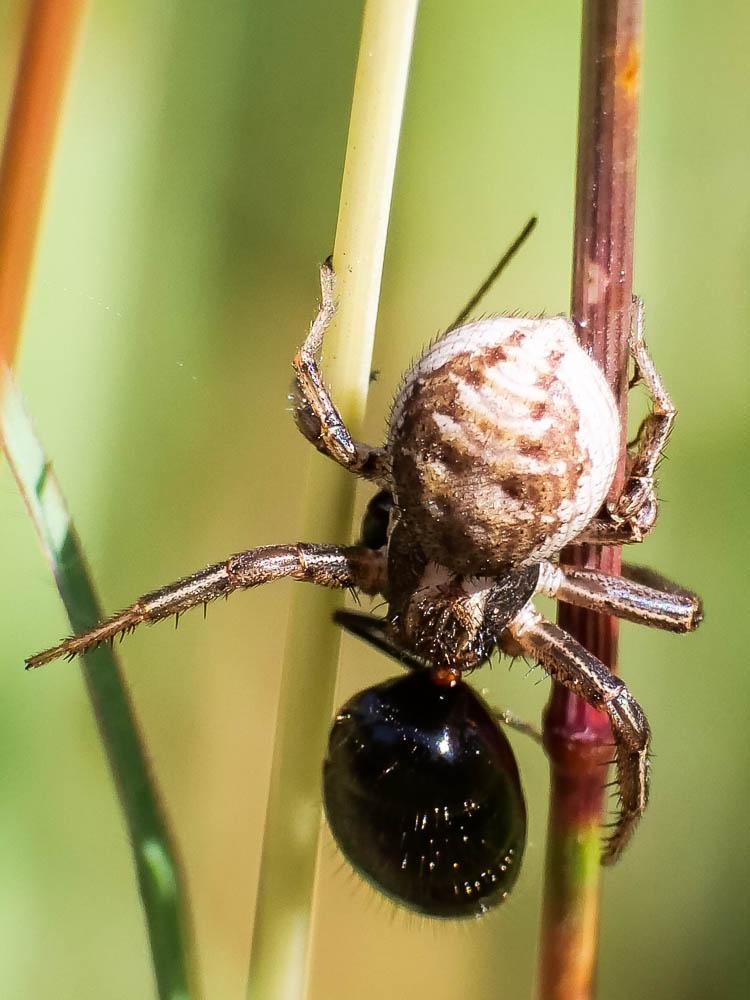 Xystique Xysticus