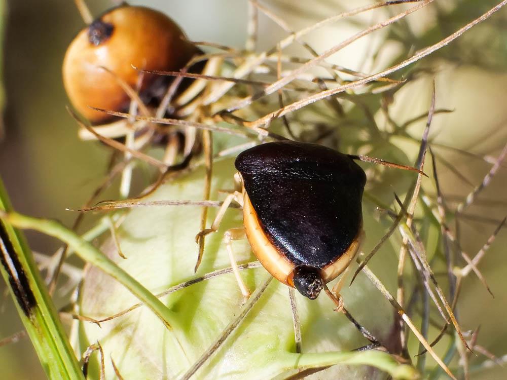 Pentatome de la nigelle Ventocoris rusticus (Fabricius, 1781)
