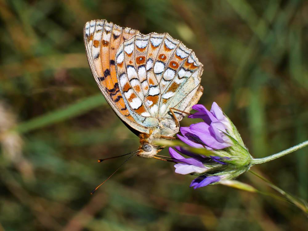 Chiffre (Le) Fabriciana niobe (Linnaeus, 1758)