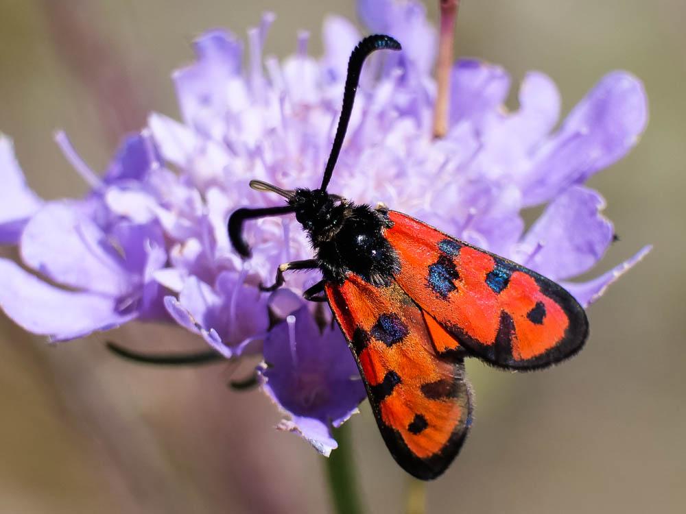  Zygaena hilaris Ochsenheimer, 1808