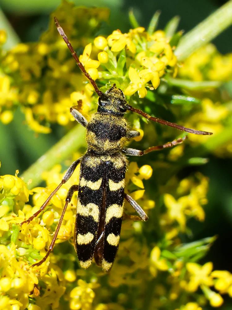 Plagionotus floralis (Pallas, 1773)