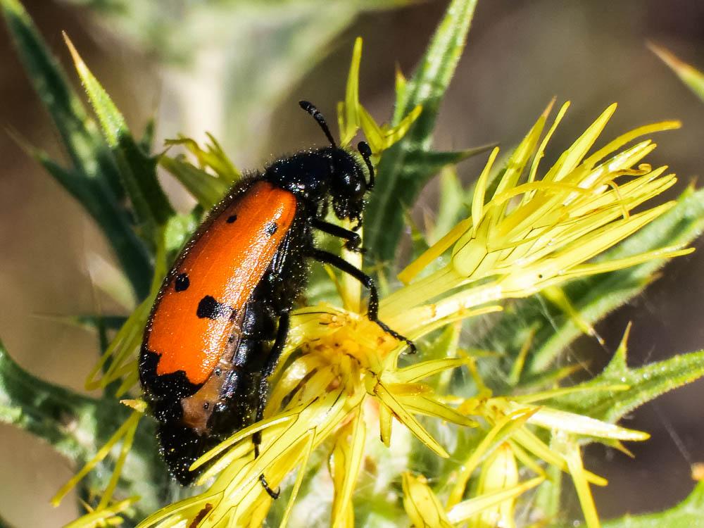 Mylabre à quatre points Mylabris quadripunctata (Linnaeus, 1767)