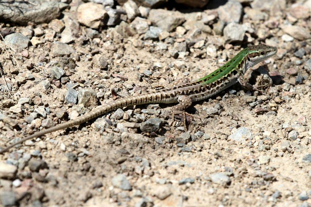 Lézard sicilien, Lézard des ruines Podarcis siculus (Rafinesque Schmaltz, 1810)