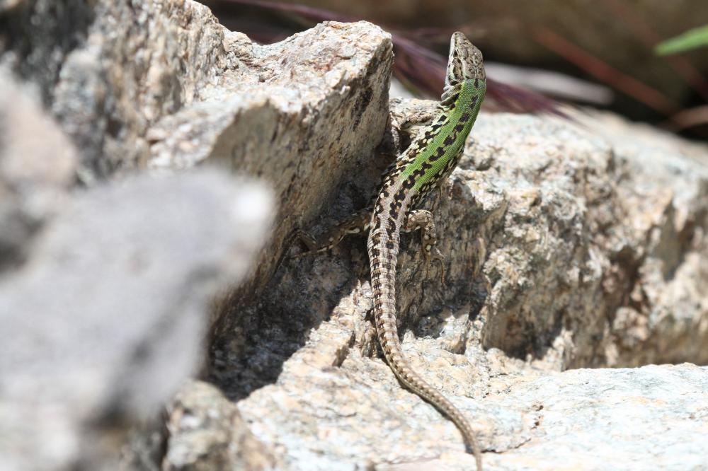 Lézard sicilien, Lézard des ruines Podarcis siculus (Rafinesque Schmaltz, 1810)