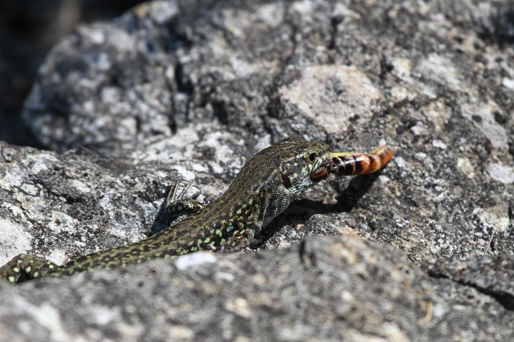 Lézard tyrrhénien Podarcis tiliguerta (Gmelin, 1789)