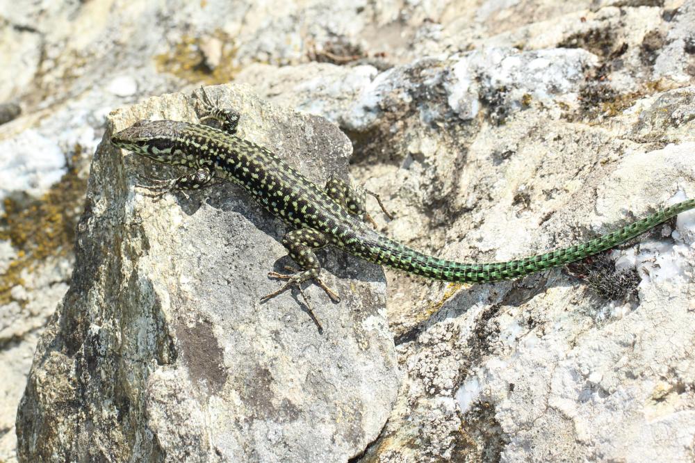 Lézard tyrrhénien Podarcis tiliguerta (Gmelin, 1789)
