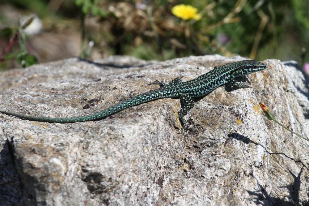 Lézard tyrrhénien Podarcis tiliguerta (Gmelin, 1789)