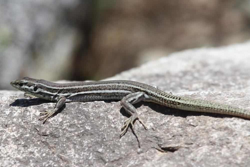 Lézard tyrrhénien Podarcis tiliguerta (Gmelin, 1789)