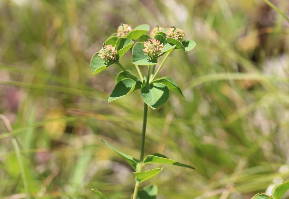 Euphorbe de Duval, Euphorbe du Roussillon Euphorbia duvalii Lecoq & Lamotte, 1847