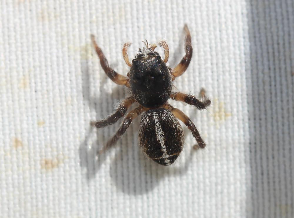  Pellenes tripunctatus (Walckenaer, 1802)