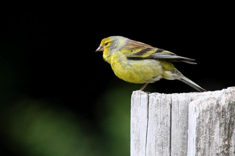 Venturon corse Carduelis corsicana (Koenig, 1899)