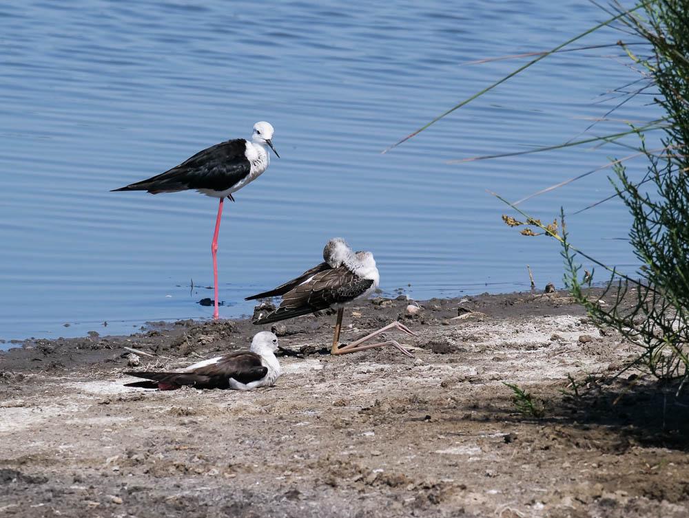 Echasse blanche Himantopus himantopus (Linnaeus, 1758)