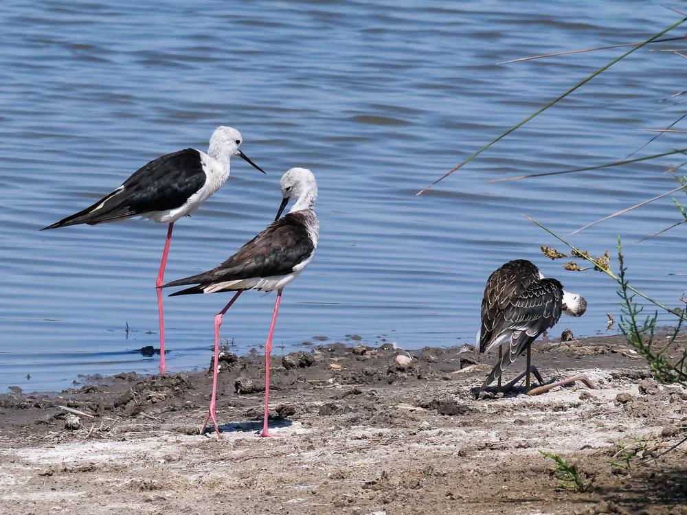 Echasse blanche Himantopus himantopus (Linnaeus, 1758)