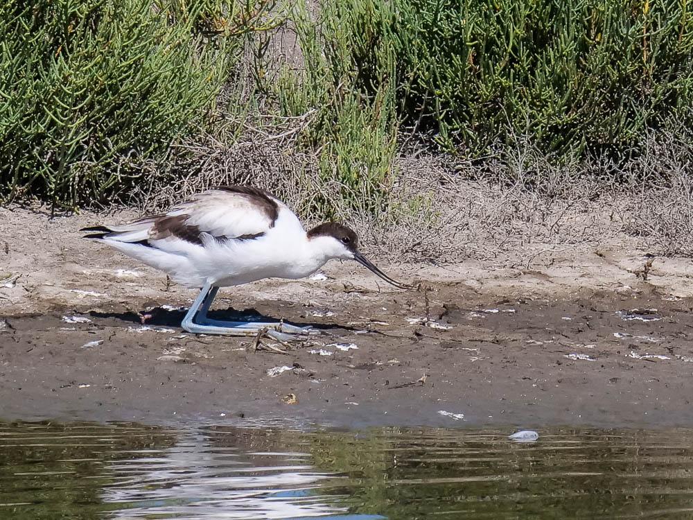 Avocette élégante Recurvirostra avosetta Linnaeus, 1758