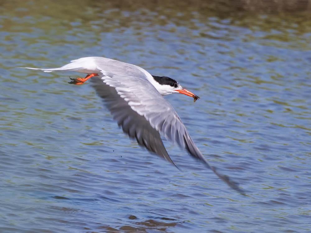 Sterne pierregarin Sterna hirundo Linnaeus, 1758