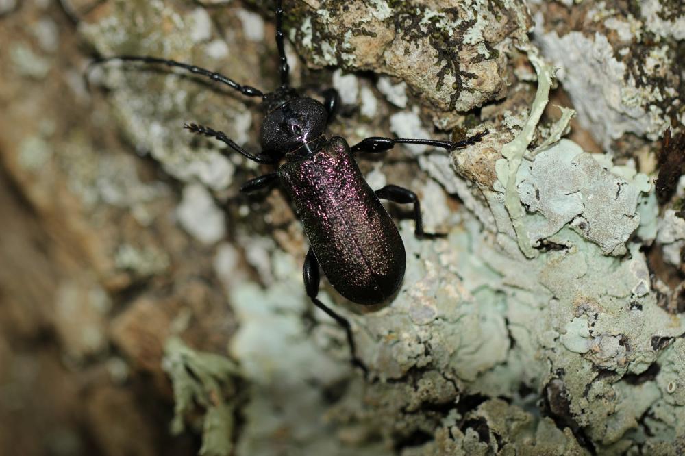 Ropalopus insubricus (Germar, 1824)
