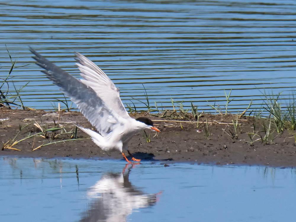 Sterne pierregarin Sterna hirundo Linnaeus, 1758