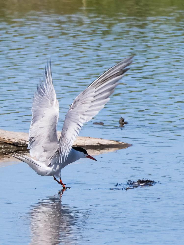 Sterne pierregarin Sterna hirundo Linnaeus, 1758