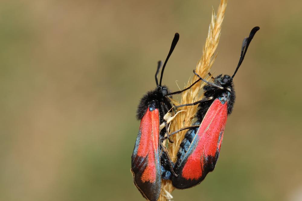 Zygène des garrigues (La), Zygène rubiconde (La), Zygaena erythrus (Hübner, 1806)