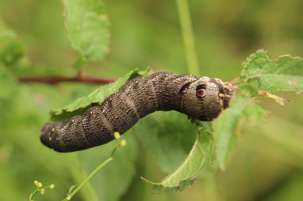petit Sphinx de la Vigne (Le) Deilephila porcellus (Linnaeus, 1758)
