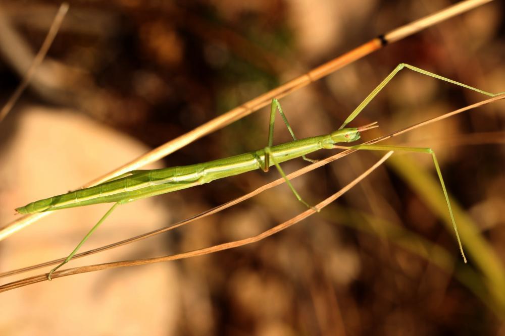 Phasme de Massetti Pijnackeria masettii Scali, Milani & Passamonti, 2013